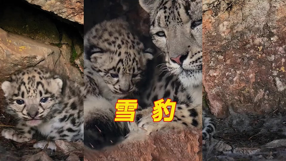 《雪豹宝宝》大合集