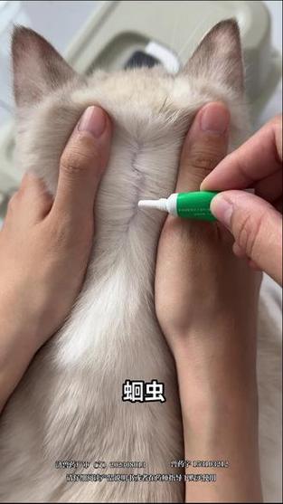 驱虫后猫像疯了一样一直叫