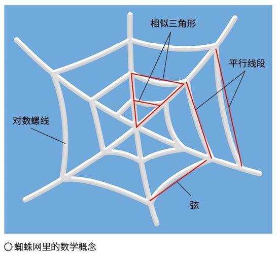 四年级数学蜘蛛有8条腿