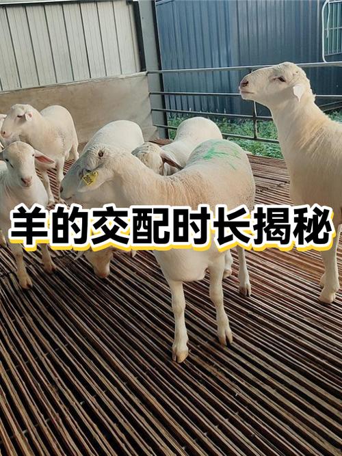 暖羊羊是公还是母缩略图