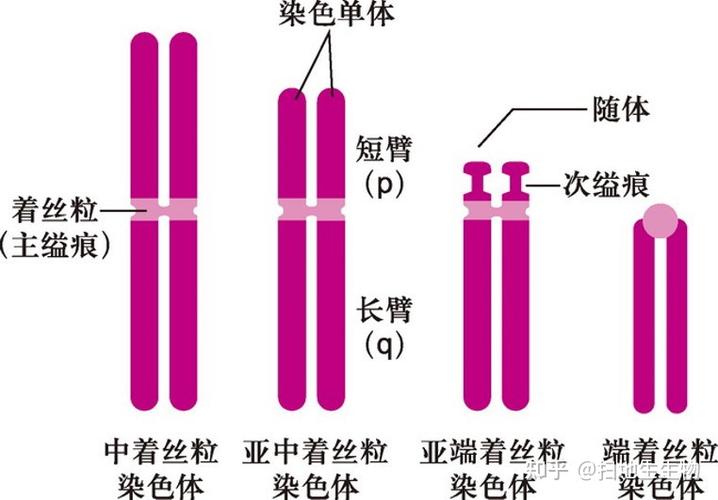 dna数等于着丝点数吗