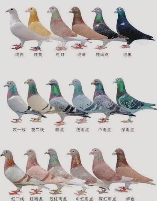 花鸽子配花鸽子好吗图标