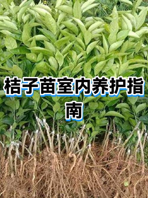 桔子叶发黄了怎么办图标