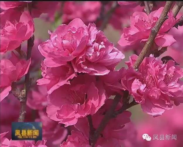 明媚芳菲花间一壶酒免费阅读