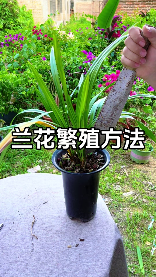 兰花正确栽种方法缩略图