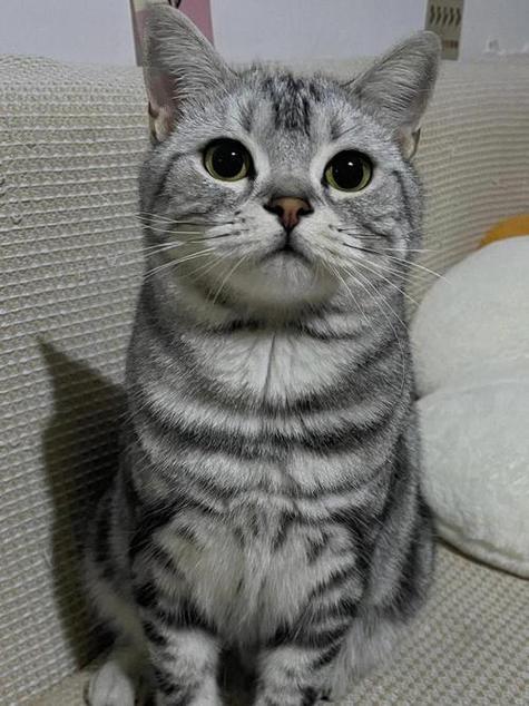养美短猫10大忠告