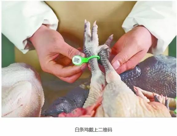 想找公司合作养鸭