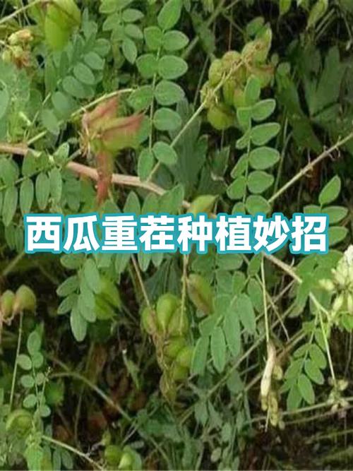 西瓜种植方法