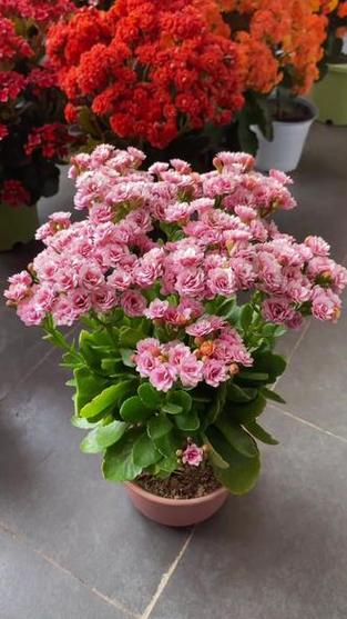 室内花卉有哪些品种