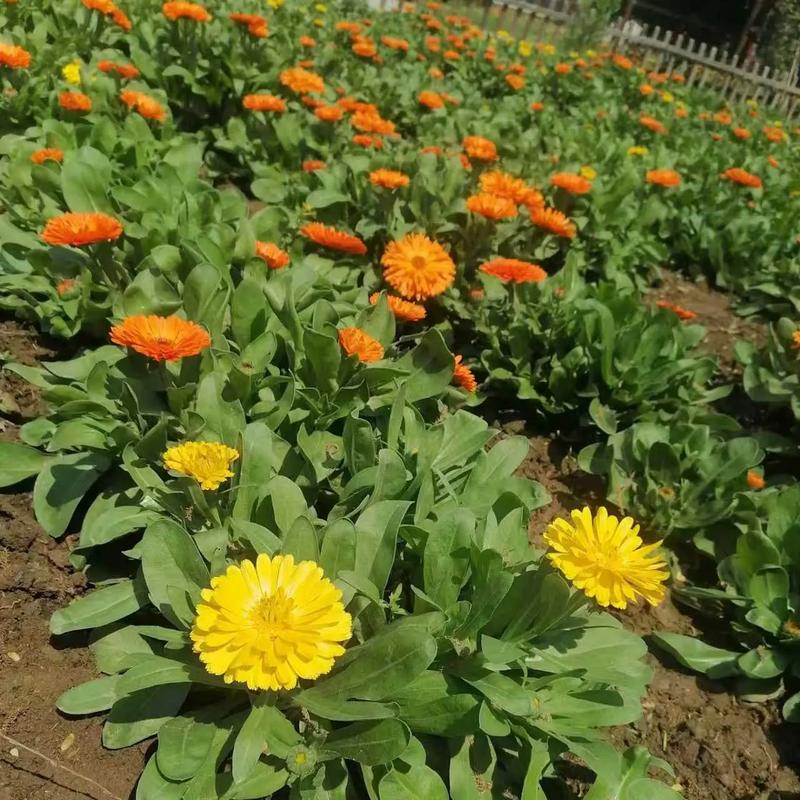 黑暗阳光十二席金盏花