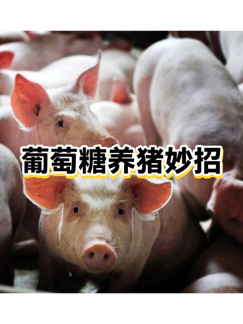 国家对养猪的扶持政策图标