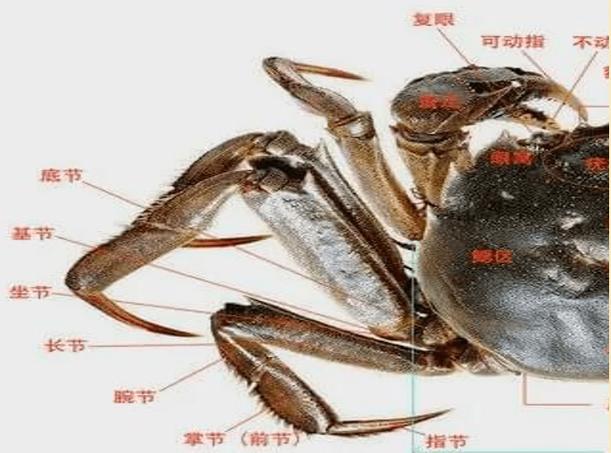 螃蟹多少只脚图标