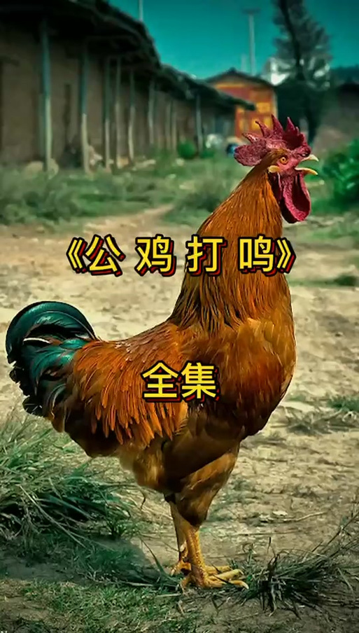 公鸡视频