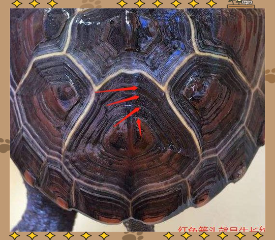 乌龟爆生长纹好不好截图