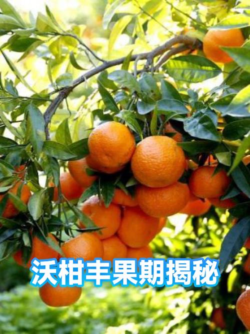让果树多结果的方法