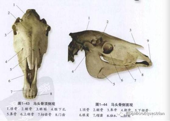 马识别外界事物靠什么器官