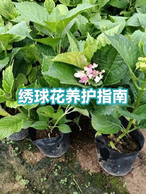 绣球花养图标