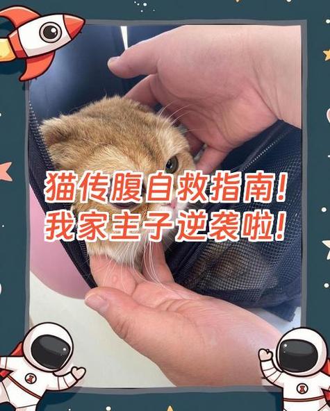 干性猫传腹打441要打多少天