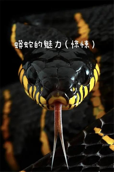 蟒蛇python官网入口截图