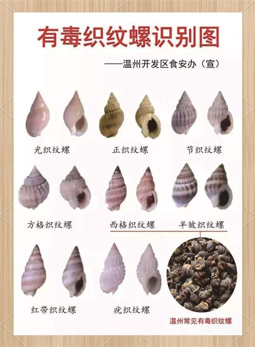 海鲜螺类大全名称图片图标