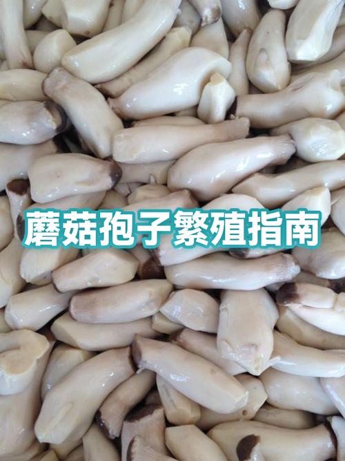 蘑菇繁殖方式缩略图