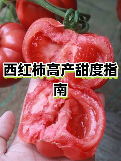 西红柿含糖量高吗