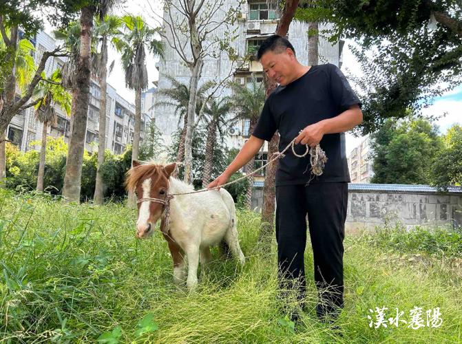 网红小马
