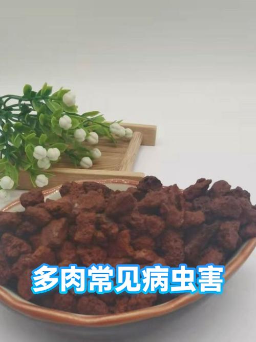 多肉起白色粘虫怎么治