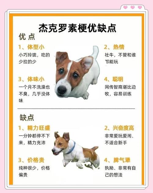 杰克犬图片及价格