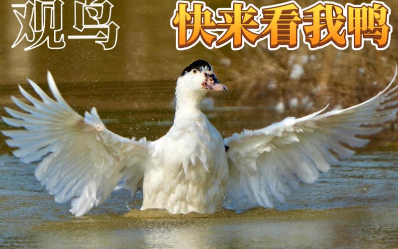 泥鸭是什么鸭缩略图