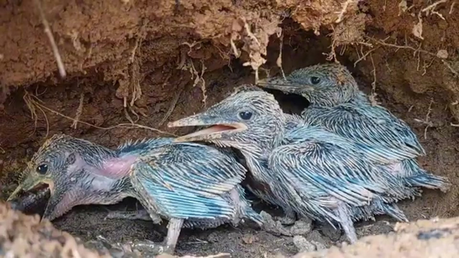 鹳给雏鸟喂食视频