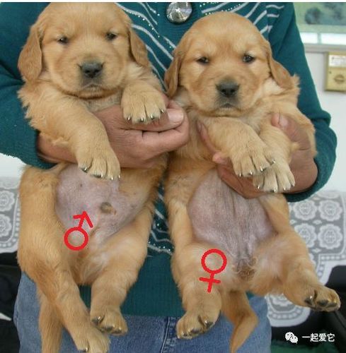 男孩子叫女孩子母狗是什么意思图标