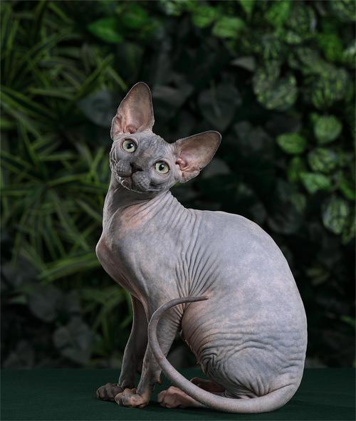 莲花梦迟(斯芬克斯猫)