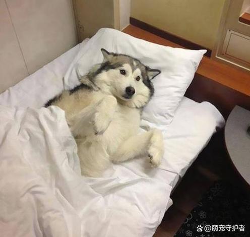 狗上主人床有什么预兆