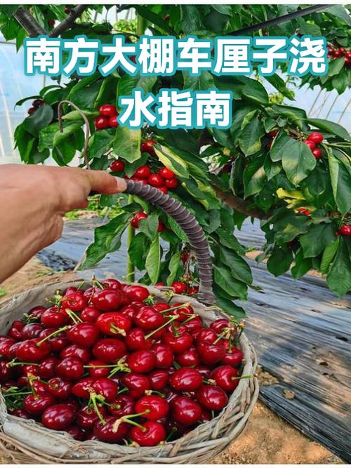 樱桃最佳浇水时间表