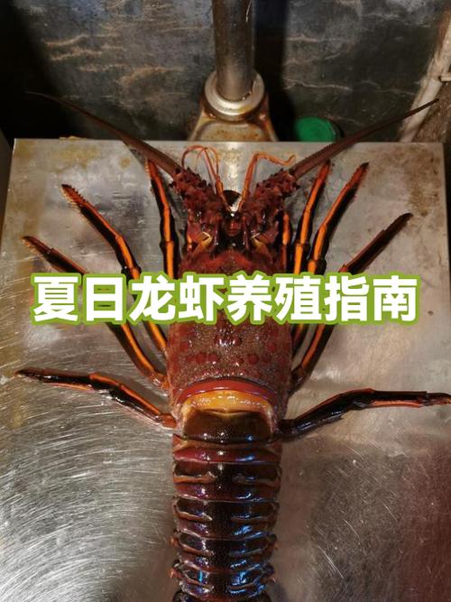 饥荒游戏海难水母与龙虾养殖玩法
