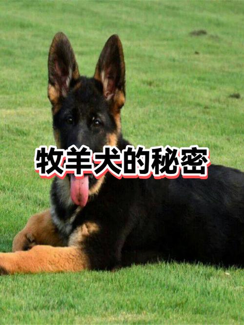 女生叫狗儿子啥意思图标