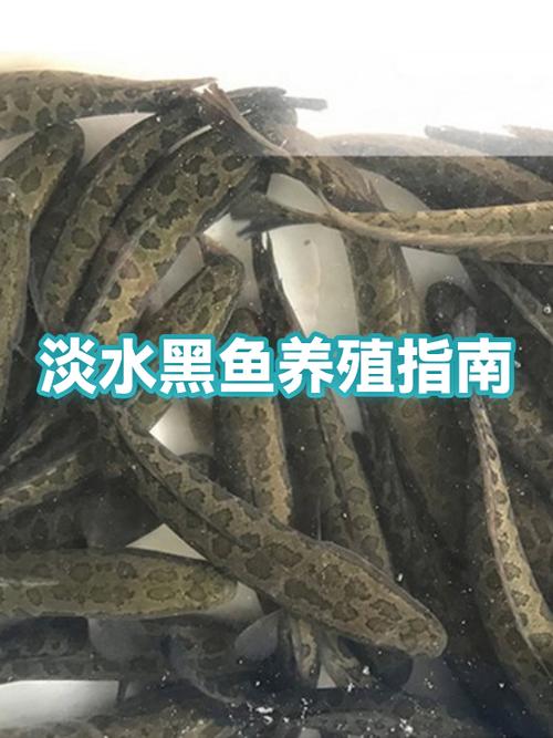 黑鱼幼鱼苗喂什么吗图标