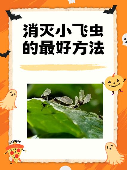 花上小飞虫怎么消灭小窍门