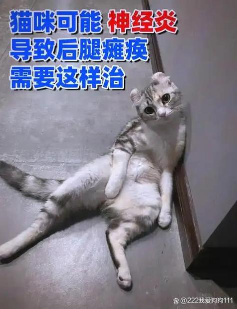 猫咪后腿拖着走路缩略图