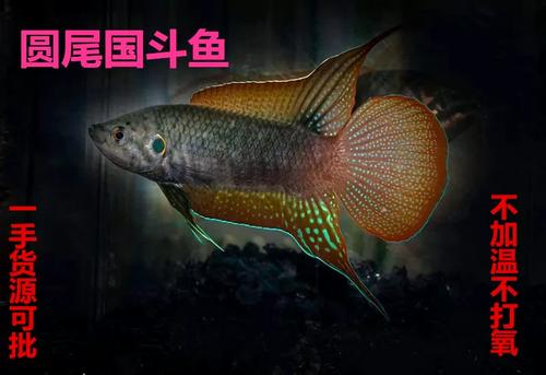 斗鱼不打氧气能活吗图标