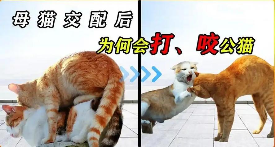 母猫声音吸引公猫缩略图