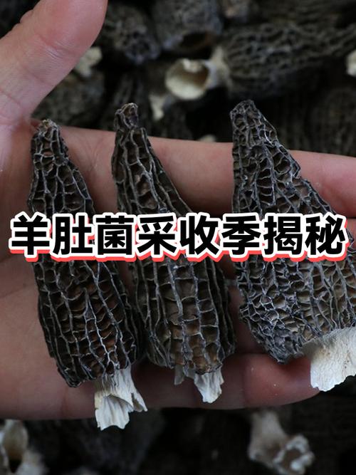 羊肚菌的保质期限是多久