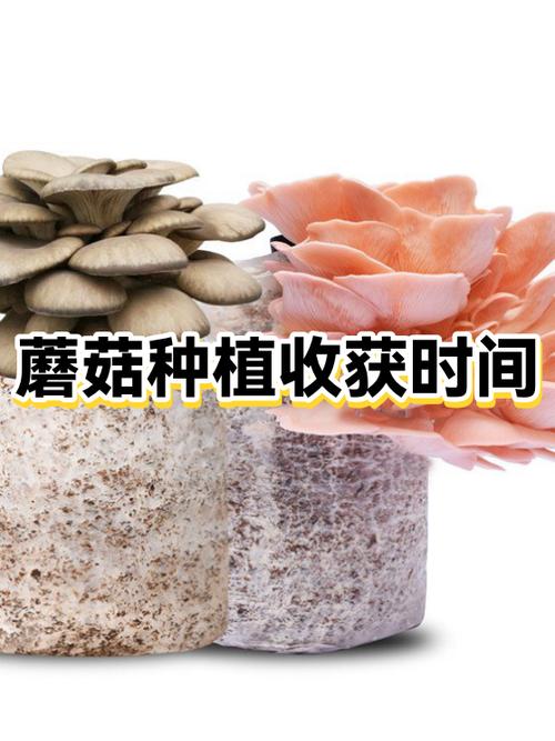 蘑菇能收割几次呀截图