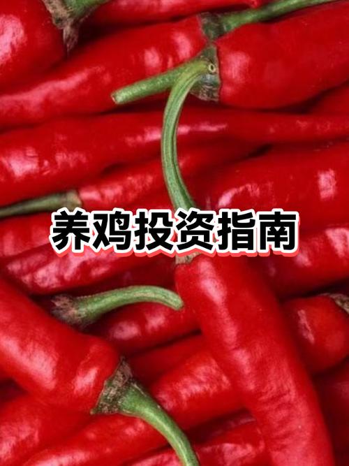 养鸡500只需投资多少截图