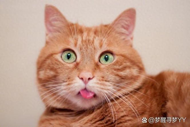 猫奴的特点