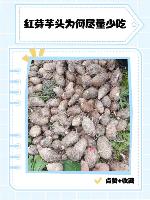 红芋头为何尽量少吃