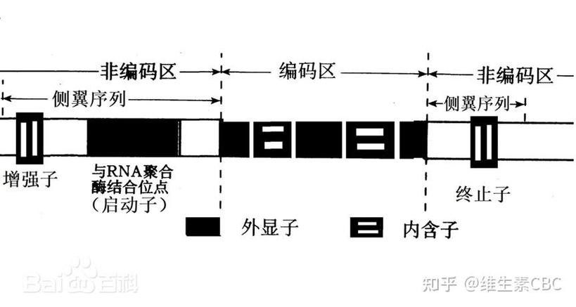 dna非编码区