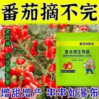 种圣女果用什么肥料好