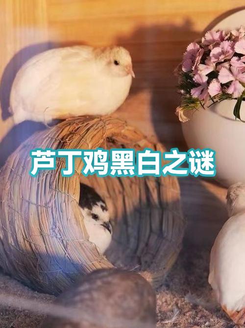 为什么白色法斗生出来黑色的图标